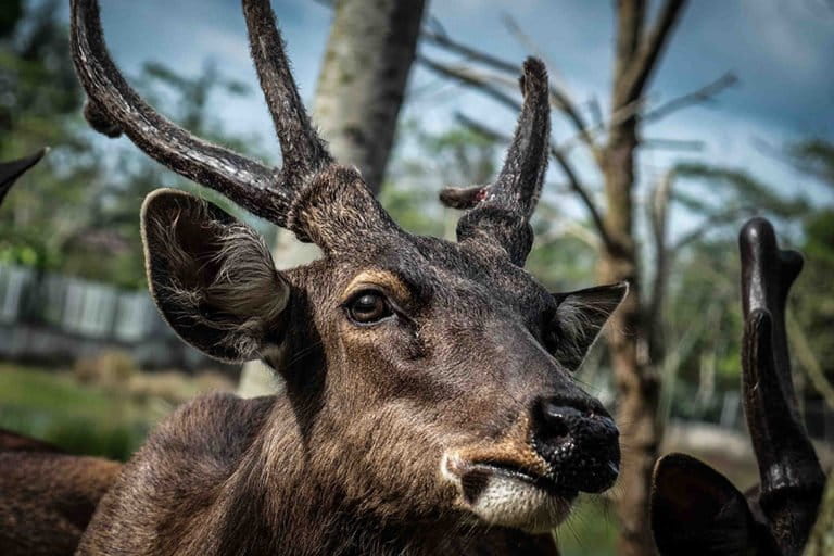 Kancil (Tragulus javanicus) - Inisiatif Program Alam Konservasi Taman Nasional Gunung Maras