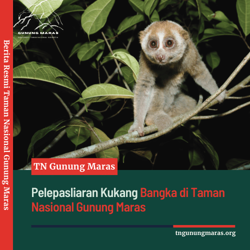 Pelepasliaran Kukang Bangka di Taman Nasional Gunung Maras